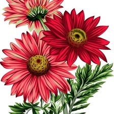 Схема вышивки «Герберы»