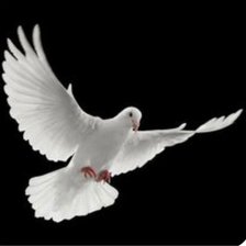 Схема вышивки «Летящая голубка»