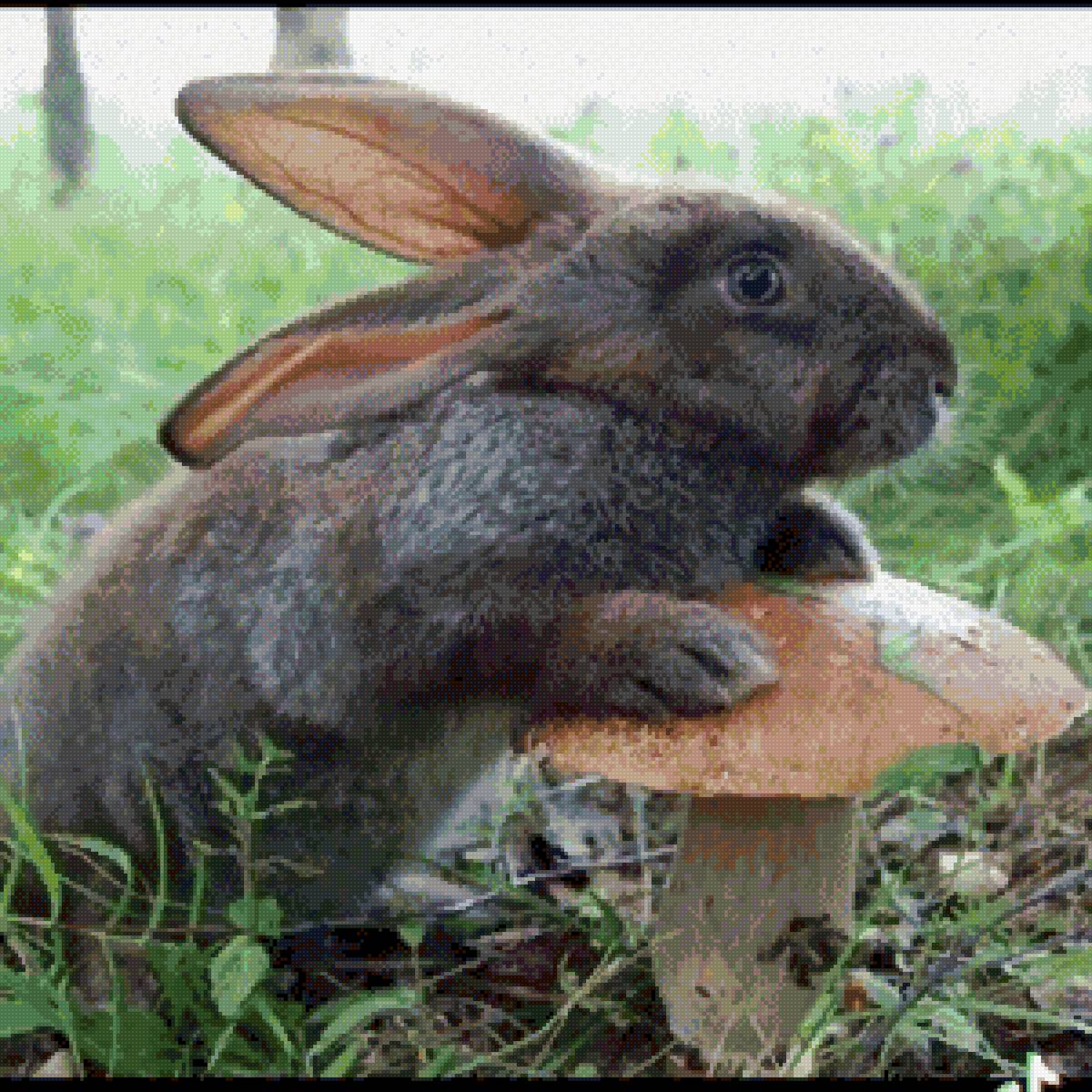 И мне гриб! - грибы - предпросмотр