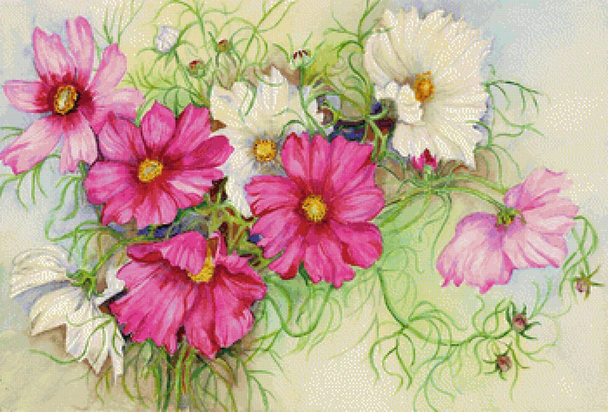 Космея - цветы, космея - предпросмотр