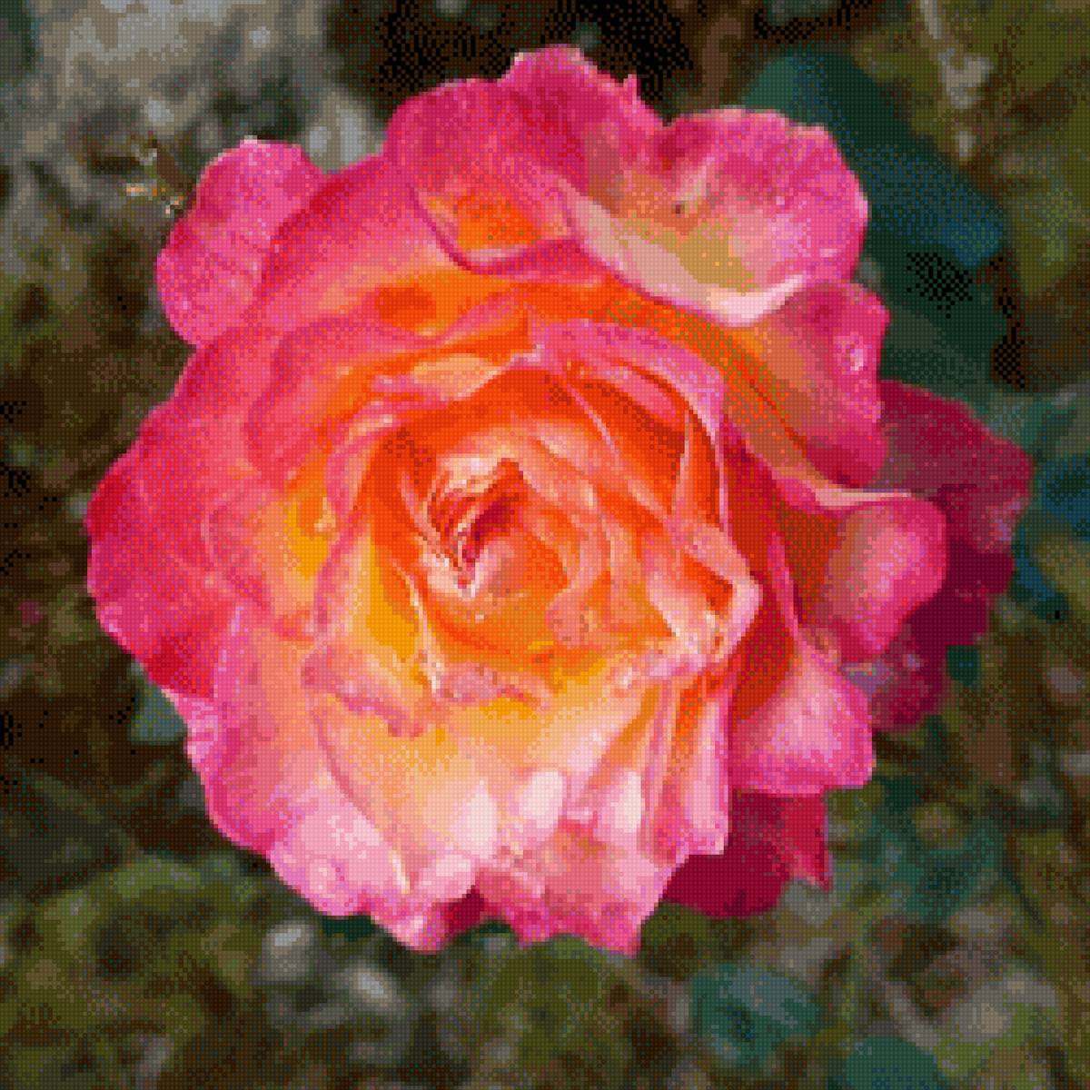 Rosa degradado - rosa - предпросмотр