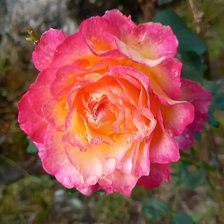 Схема вышивки «Rosa degradado»