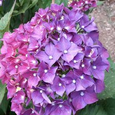 Схема вышивки «Flores moradas»