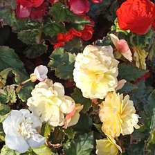 Схема вышивки «Бегонии»