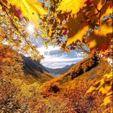 Схема вышивки «Натюрморт»