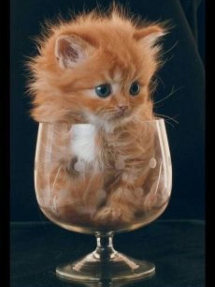 КоТтейль - котенок - оригинал