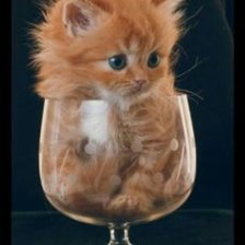 Схема вышивки «КоТтейль»