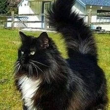 Схема вышивки «Хозяин в дозоре»