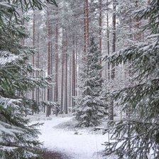 Схема вышивки «Зимний лес»