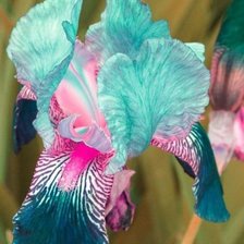 Схема вышивки «Цветок»