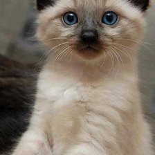 Схема вышивки «Что там?»