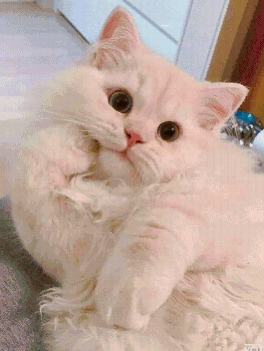 Задумалась - котенок - предпросмотр