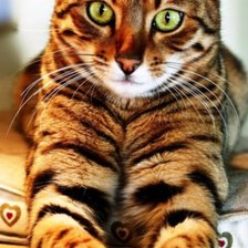 Схема вышивки «Тигровый кот»