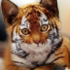 Не тигренок я, а киска