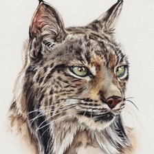 Схема вышивки «Рысь»