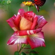 Схема вышивки «Роза»