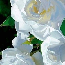 Схема вышивки «Белые розы»