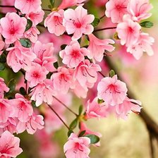 Схема вышивки «Сакура»