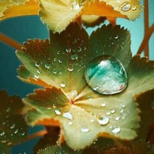 Схема вышивки «Роса»