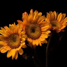 Схема вышивки «подсолнухи»