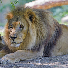 Схема вышивки «Лев»