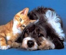 Схема вышивки «Друзья»