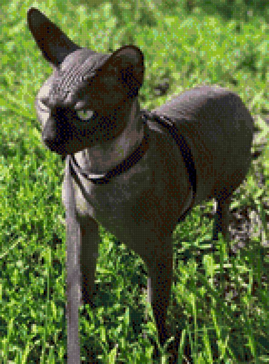 Сфинкс на природе - природа, сфинкс, кот, домашние животные - предпросмотр