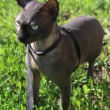 Сфинкс на природе