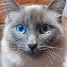 Схема вышивки «кот Бася»