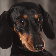 Схема вышивки «Такса»