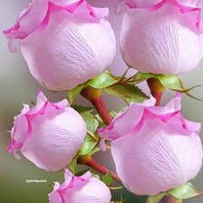 Схема вышивки «Нежность роз 2»