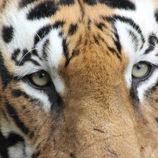 Схема вышивки «Взгляд тигра»