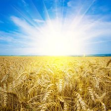 Схема вышивки «Пшеница»