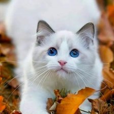 Схема вышивки «Хочу играть!»