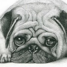 Схема вышивки «мопс»