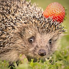 Схема вышивки «Ёжик»