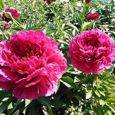 Схема вышивки «Пион»