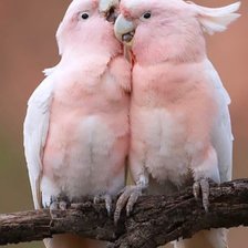 Схема вышивки «Какаду»