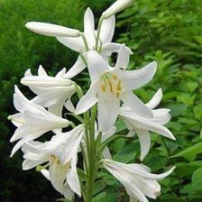 Схема вышивки «№2592332»