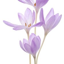 Схема вышивки «Цветы»