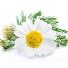 Схема вышивки «Ромашка»