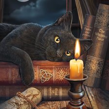 Схема вышивки «Ведьмин кот»