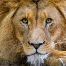 Схема вышивки «Лев»