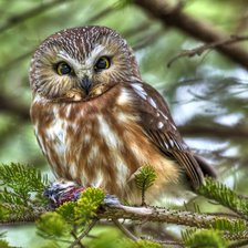 Схема вышивки «Сова в лесу»