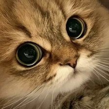 Схема вышивки «котя»