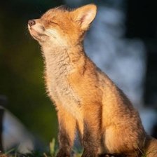 Схема вышивки «Довольный лис»