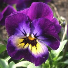 Схема вышивки «№2593814»