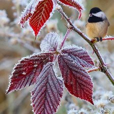 Схема вышивки «Ноябрь. Иней»