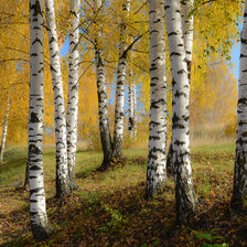 Схема вышивки «Осенние берёзы»