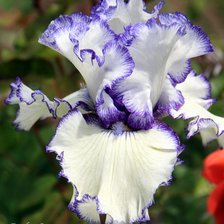 Схема вышивки «Радуга ирисов»